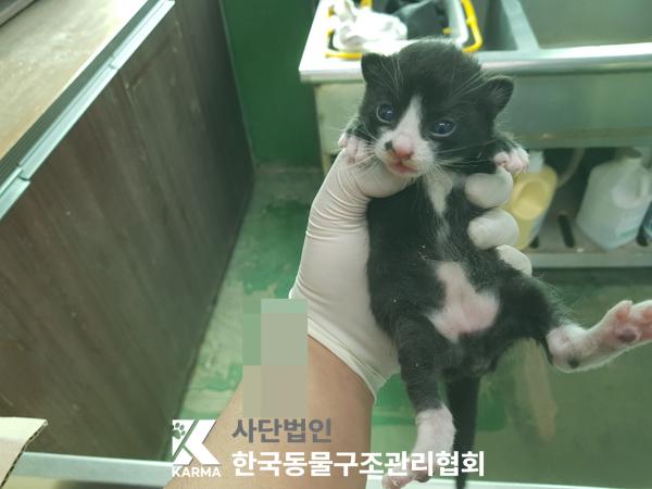 한국동물구조관리협회_441409202500471